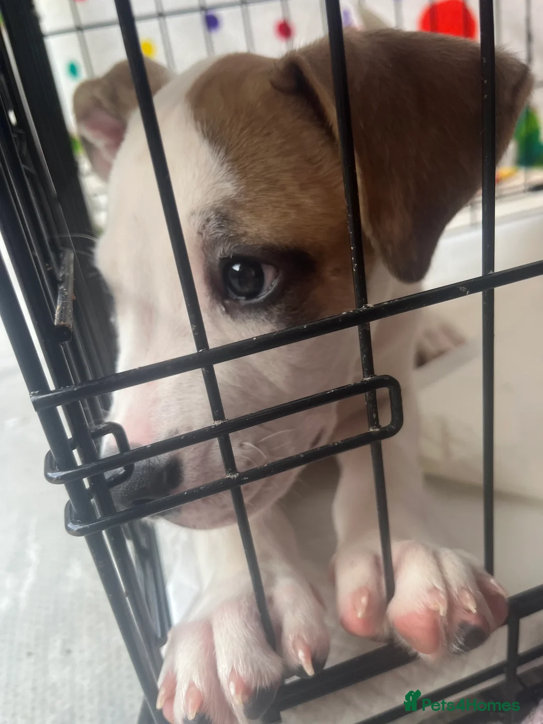American Bulldog dogs for sale: 4 beautiful American bulldogs  in Coventry - Advert 2