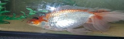 Fancy Goldfish fish for sale: Two large fantail fancy goldfish - Advert 8