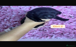 Labrador Retriever dogs for sale: Litter of 9 Labrador puppies for sale  - Image 7