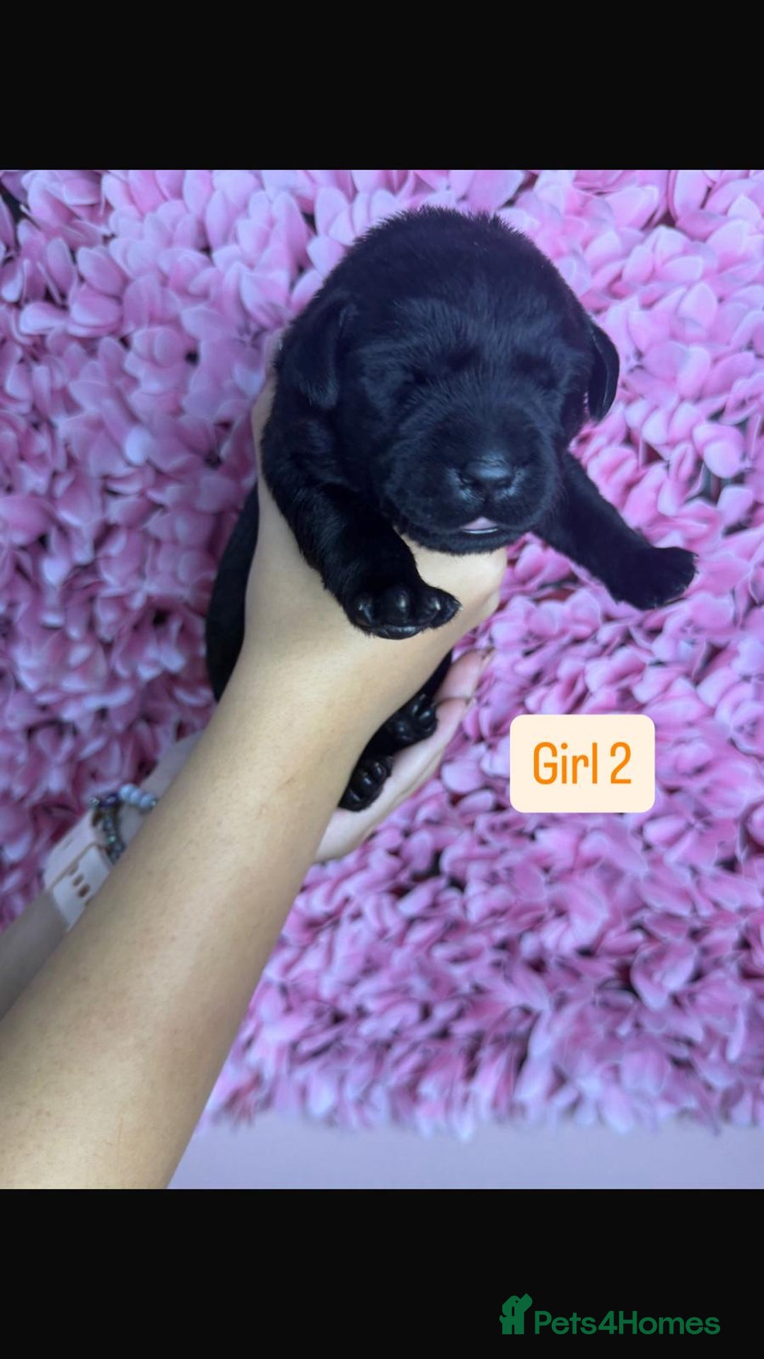 Labrador Retriever dogs for sale: Litter of 9 Labrador puppies for sale  - Image 7