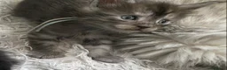 Maine Coon cats for sale: TICA registered large Maine Coon kittens - Advert 33