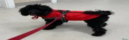 Toy Poodle dogs for sale: KC REGISTERED BLACK TOY POODLE FEMALE - Advert 20