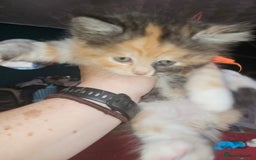 Mixed Breed cats for sale: Quarter persian fluffy kittens for sale - Image 28