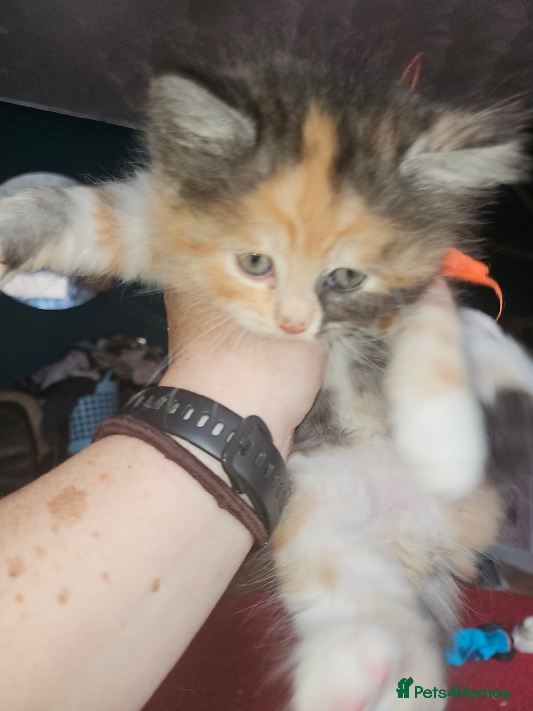 Mixed Breed cats for sale: Quarter persian fluffy kittens for sale - Image 28