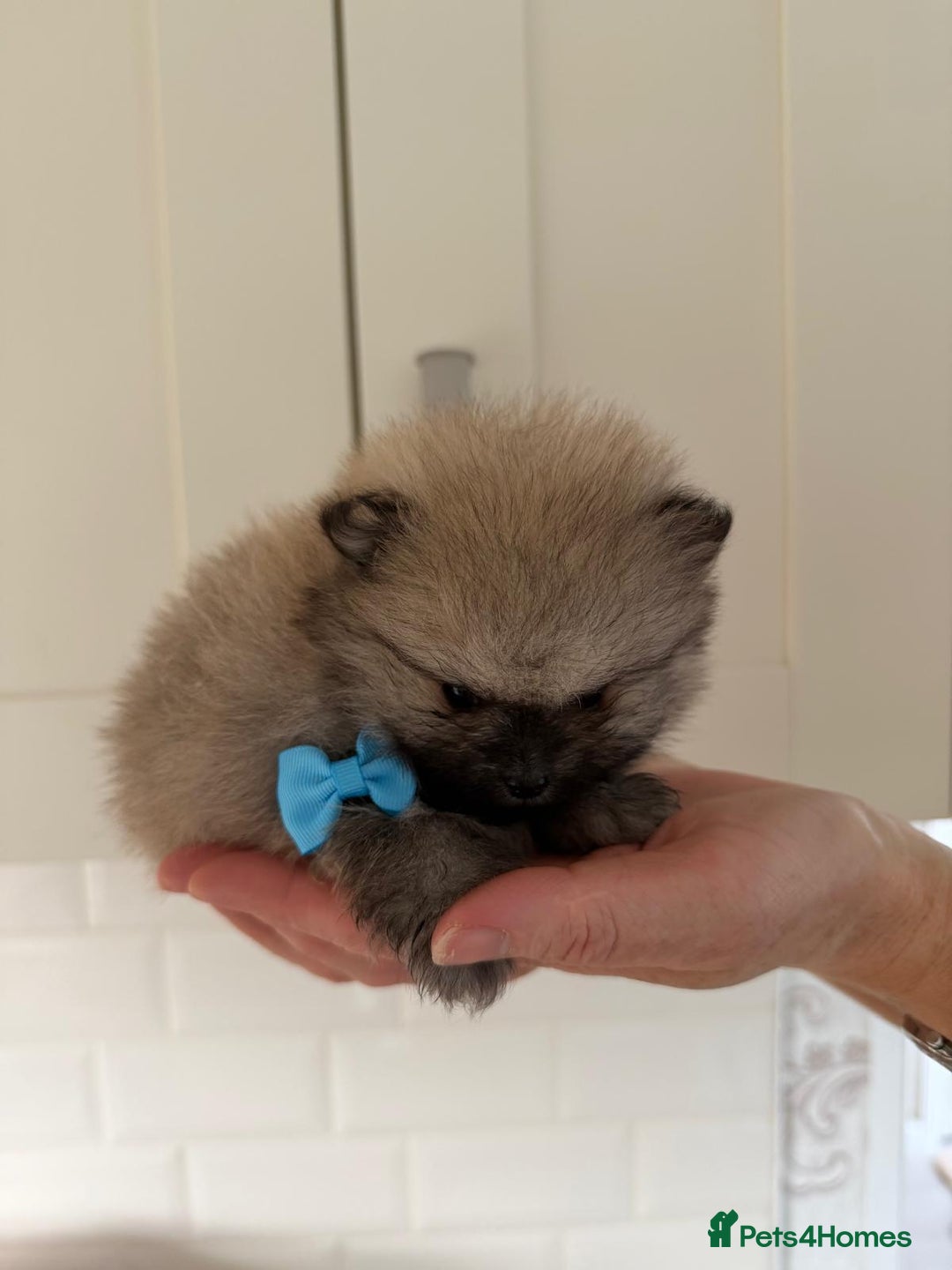 Pomeranian dogs for sale: 4 beautiful Pomeranians available for reservation - Advert 10