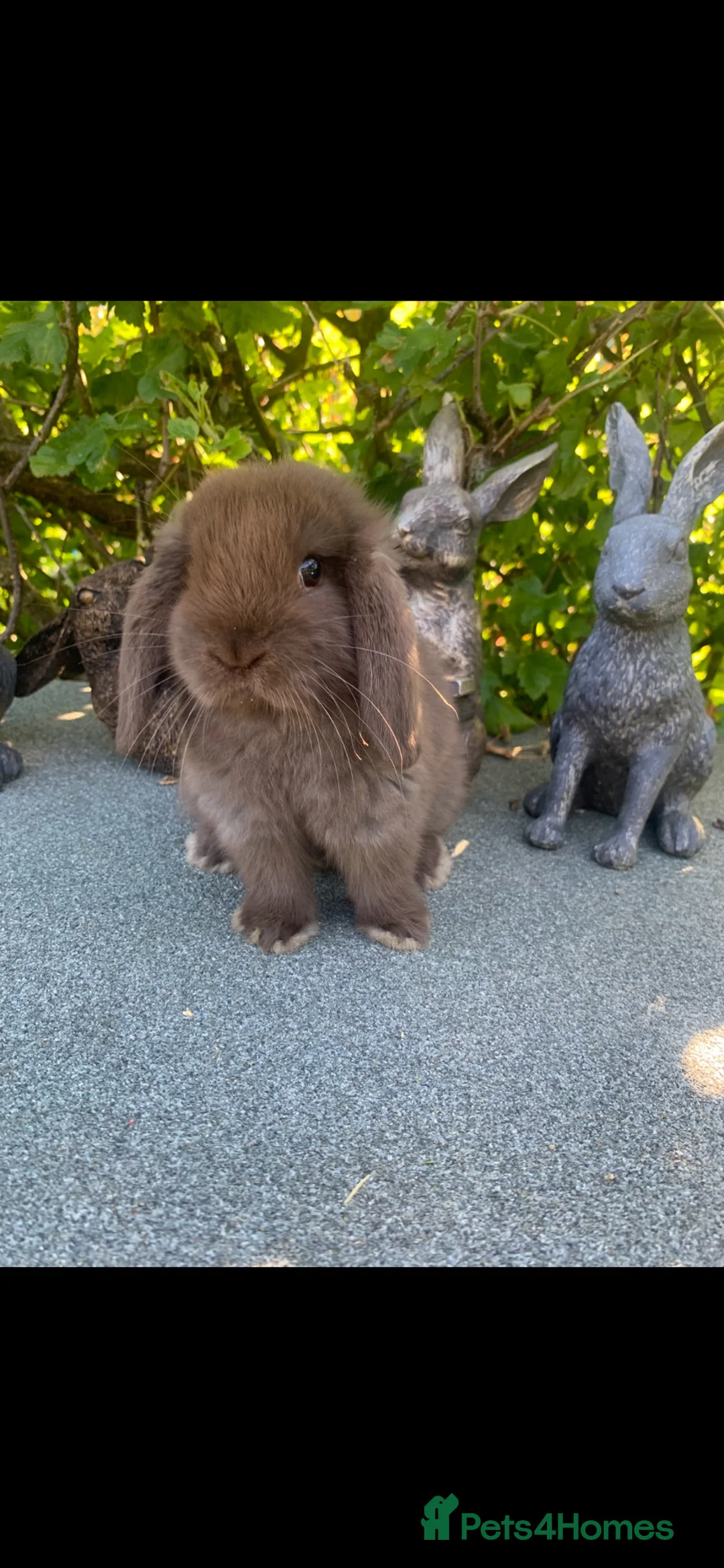 Mini Lop rabbits for sale: Baby Mini Lop Eared Rabbits- £80 Each - R/T/L Now - Advert 1