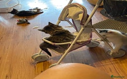 British Shorthair cats for sale: Ready for a loving home now  - Image 31