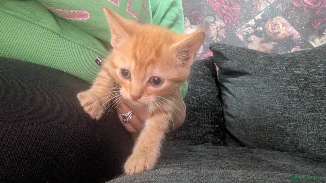 Mixed Breed cats for sale: Kittens for sale  - Image 10