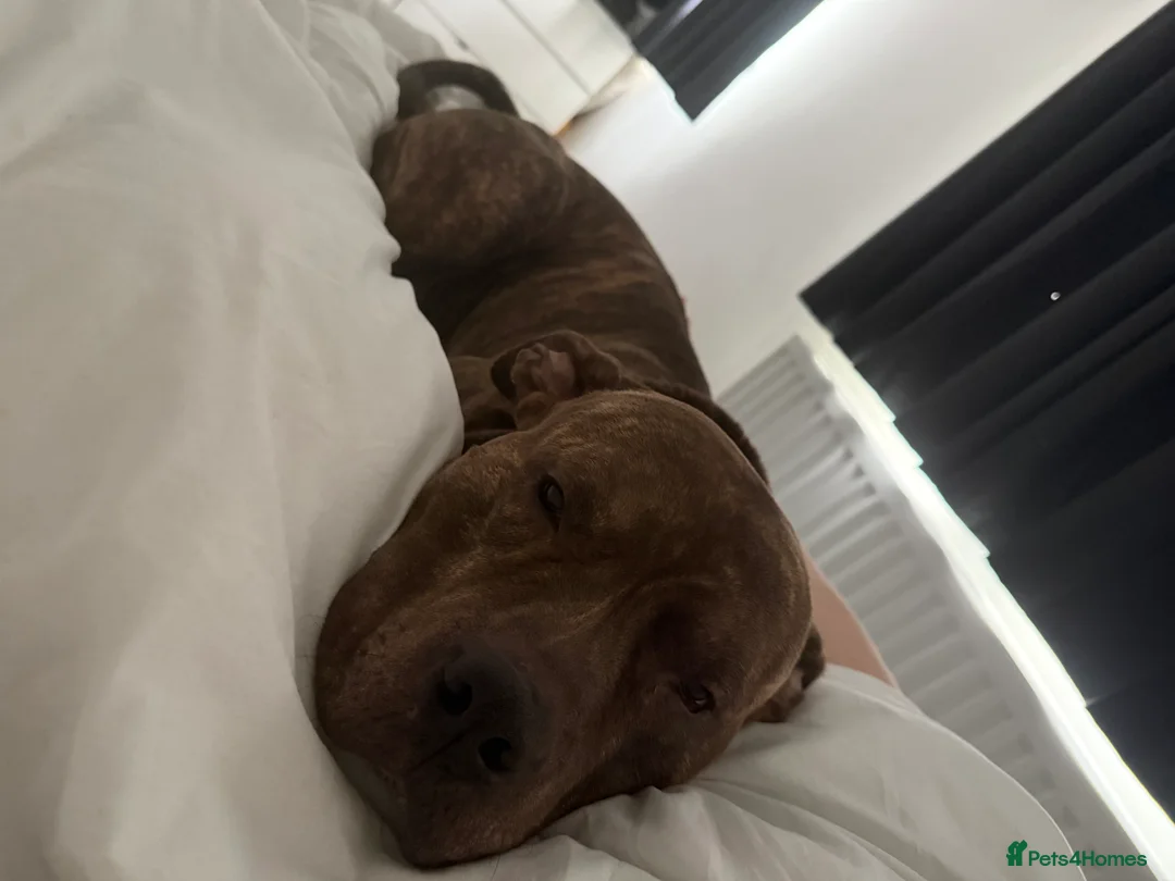 Cane Corso dogs for sale: BRINDLE CANE CORSO   - Advert 10