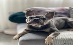 French Bulldog dogs for stud: Dog for stud - Image 3