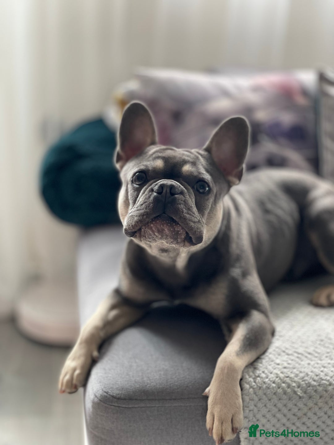 French Bulldog dogs for stud: Dog for stud - Image 3