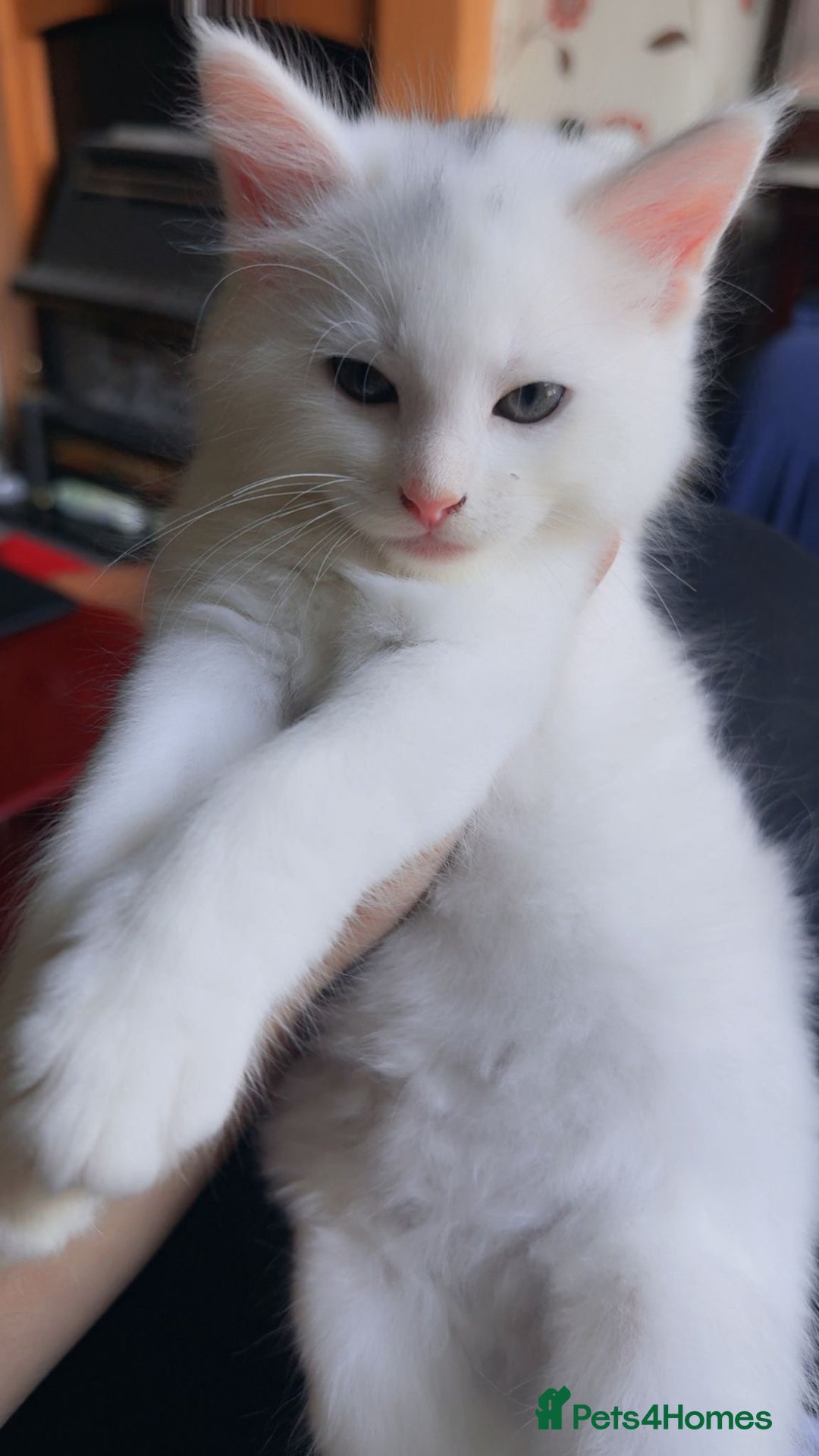 Mixed Breed cats for sale: adorable kitten ready to go home - Image 1