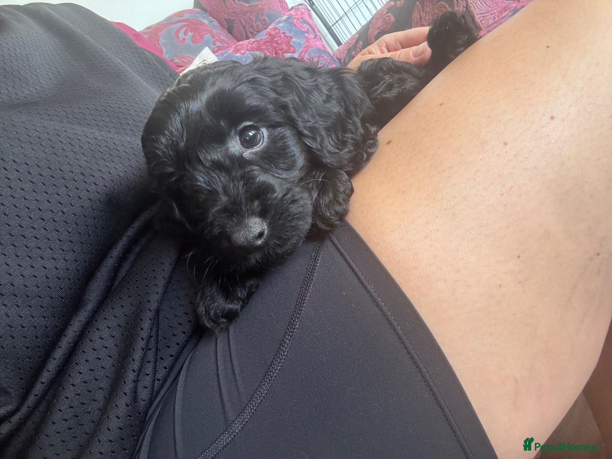 Cockapoo dogs Beautiful F1 Cockapoo Puppies - Raised with Love - Advert 2
