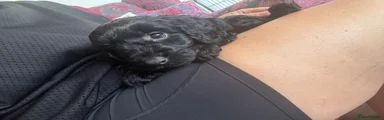 Cockapoo 1- mr black 