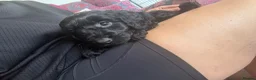 Cockapoo dogs for sale: *READY TO LE F1 cockapoo-health tested parents - Advert 16