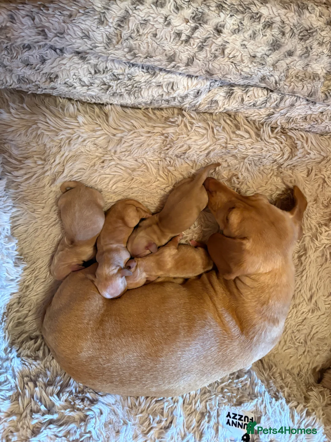 Miniature Dachshund dogs for sale: Pure cream mini smooth dachshund pups - Advert 2