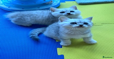 British Shorthair cats - Advert 8
