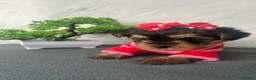 Yorkshire Terrier dogs for sale: Beautiful Yorkshire Terrier Puppies - Advert 5