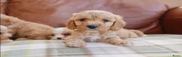 Cavapoo dogs for sale: Stunning Health Tested F1b Cavapoo Puppies - Advert 8