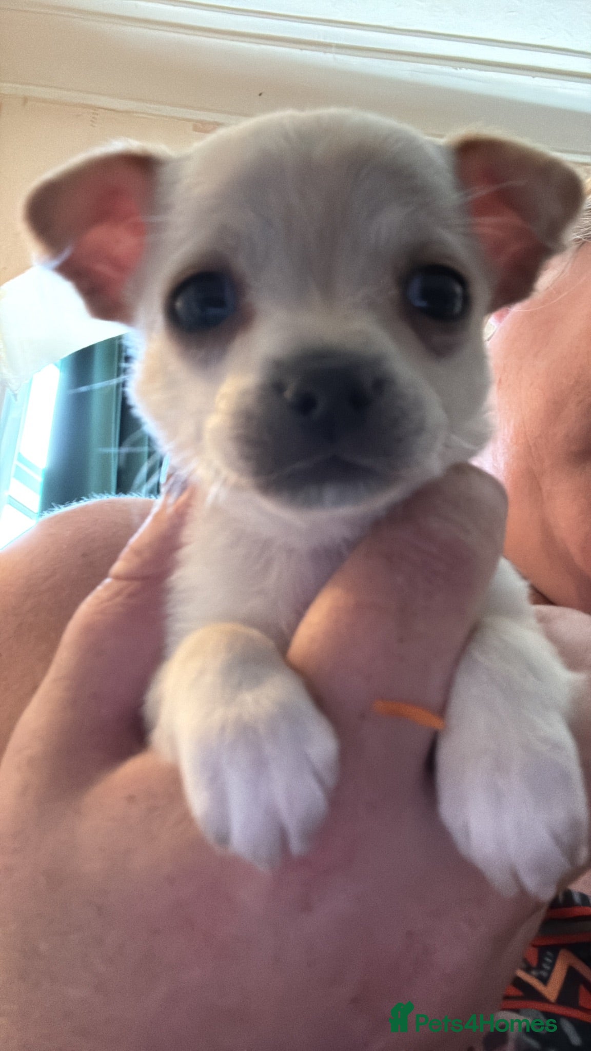 Chihuahua dogs Last cream boy (REDUCED AGAIN) - Advert 5