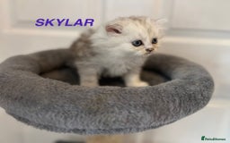 Persian cats for sale: **LAST ONE** Stunning pure Persian Kittens PKD Neg - Image 22