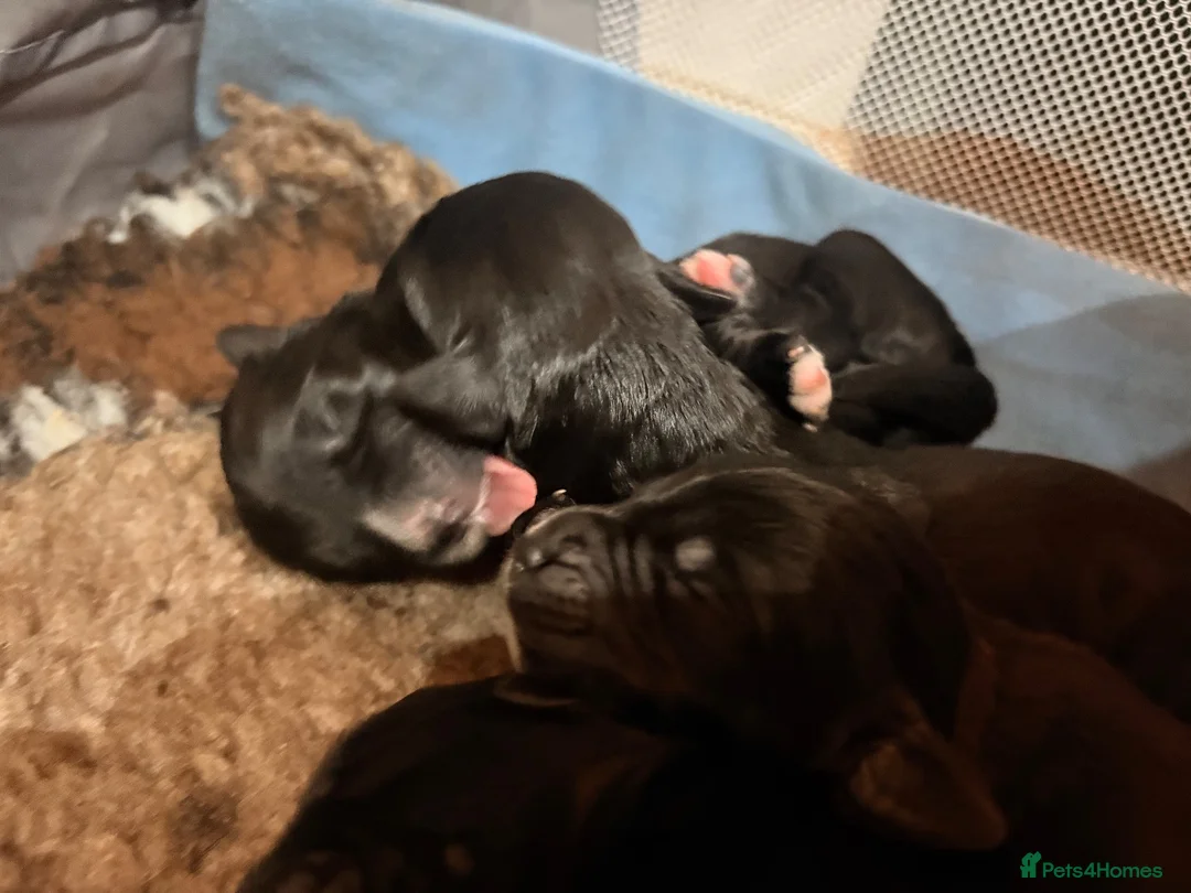 Bernedoodle dogs for sale: Gorgeous ULTRA Bernedoodles Multigen - Advert 20