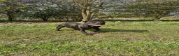 Staffordshire Bull Terrier dogs for sale: Kassius Staffordshire bull terrier pups for sale  in Middlesbrough - Advert 9