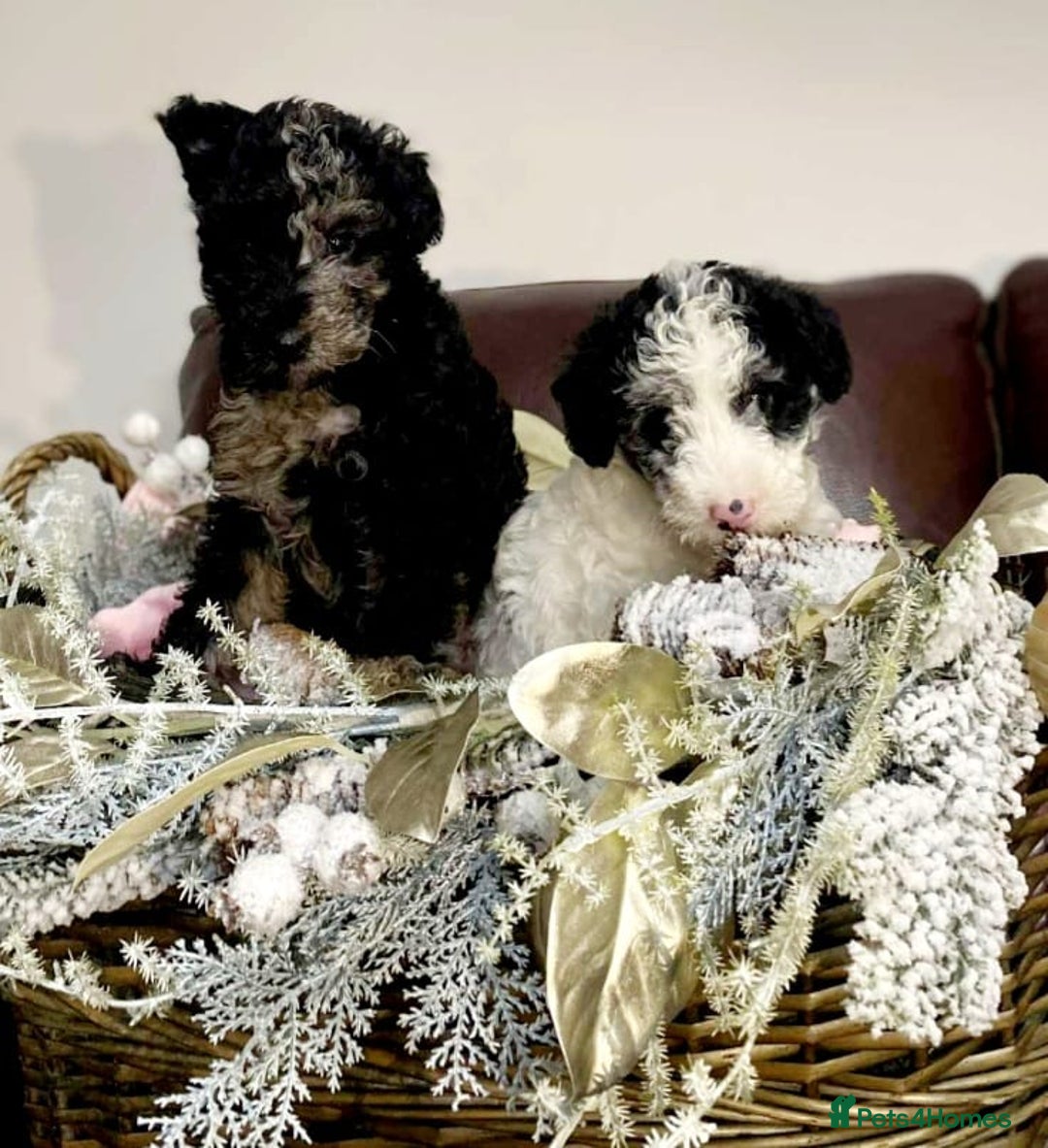 Mixed Breed dogs for sale: STUNNING FOODLE PUPPIES - Advert 11