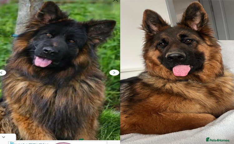 German Shepherd dogs - Advert 14