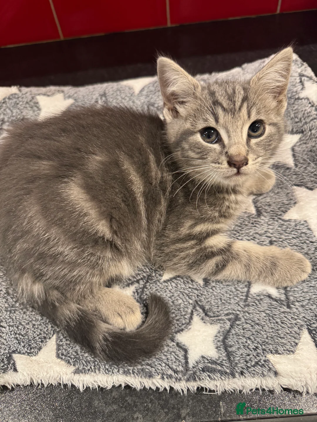 Mixed Breed cats for sale: Russian blue cross kittens  - Advert 8