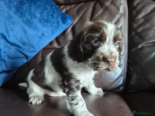 Cocker Spaniel dogs chocolate roan boy ready now - Advert 17