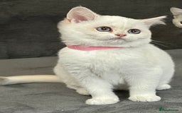 British Shorthair cats for sale: Stunning British shorthair NY 12 kittens - Image 8