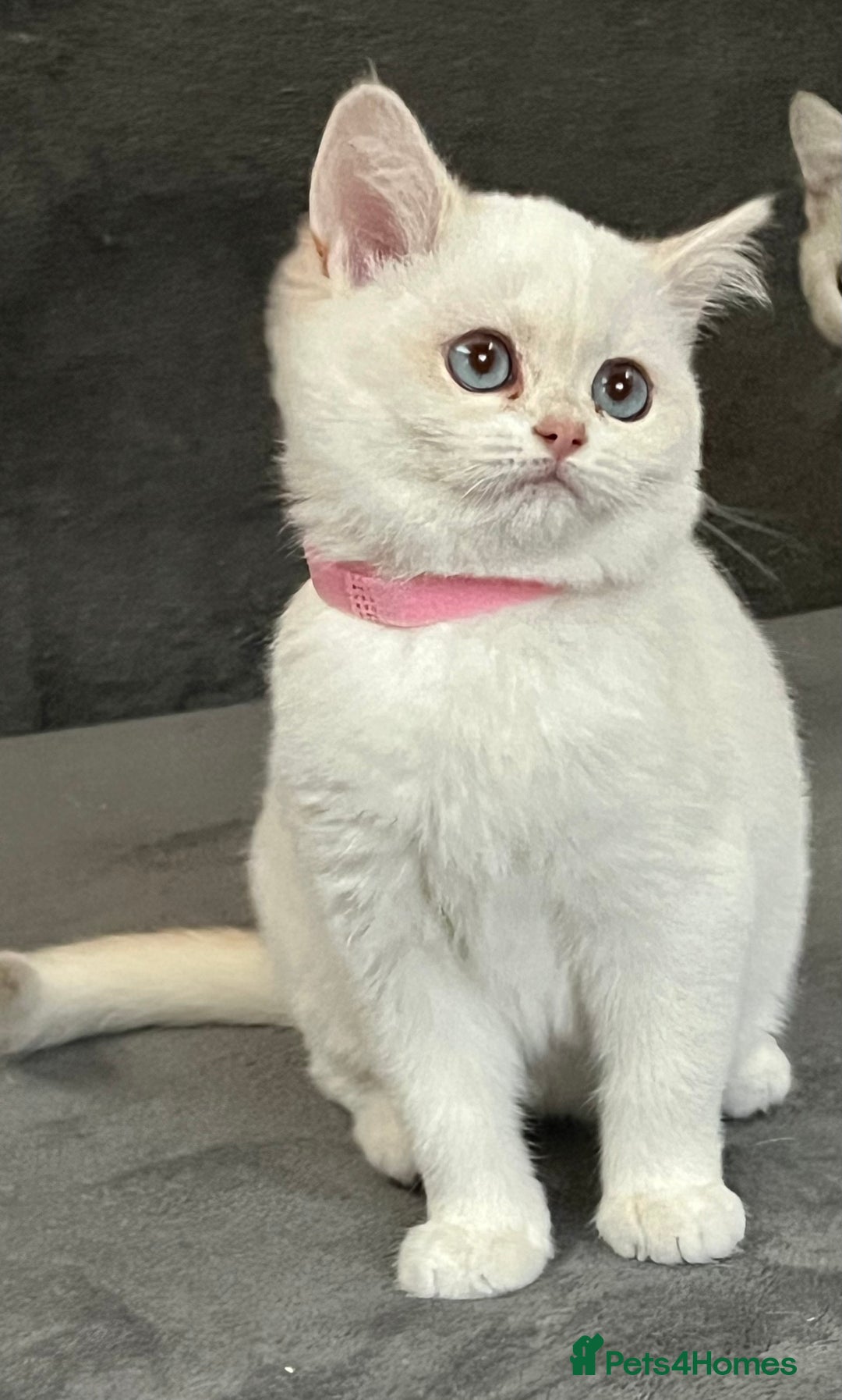 British Shorthair cats for sale: Stunning British shorthair NY 12 kittens - Image 8