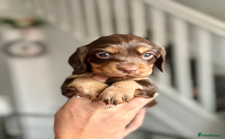 Cocker Spaniel dogs - Advert 9