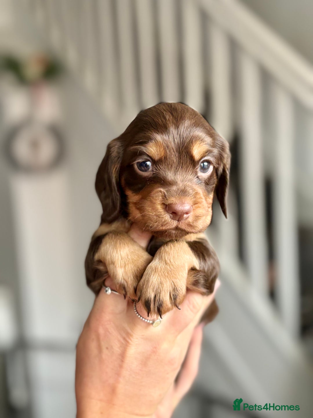 Cocker Spaniel dogs for sale: Cocker spaniel puppies  - Image 1
