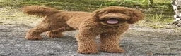 Goldendoodle dogs for sale: Stunning Multigenerational Goldendoodles Licensed  - Advert 13