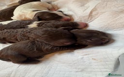 Sproodle dogs for sale:  Gorgeous F2 Sproodle Puppies – Family Raised  - Image 2