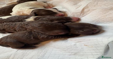 Sproodle dogs  Gorgeous F2 Sproodle Puppies – Family Raised  - Advert 13