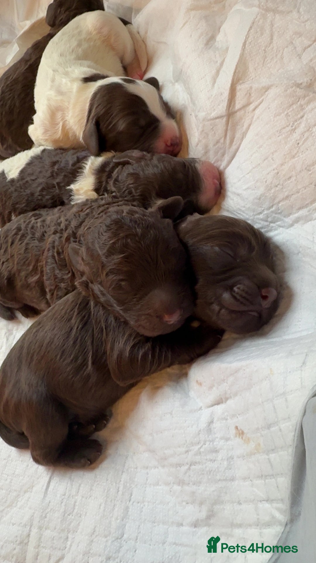 Sproodle dogs for sale:  Gorgeous F2 Sproodle Puppies – Family Raised  - Image 2