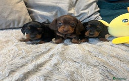 Miniature Dachshund dogs for sale: Fully vaccinated and ready TO GO,kc reg pra clear in Warrington - Image 14