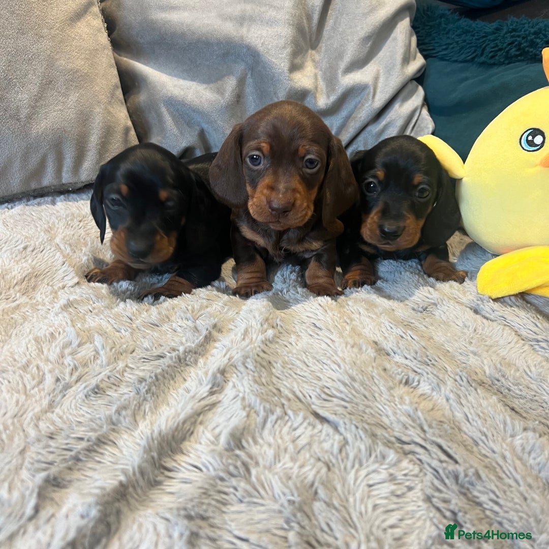Miniature Dachshund dogs for sale: Fully vaccinated and ready TO GO,kc reg pra clear in Warrington - Image 14