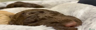 Lagotto Romagnolo 1