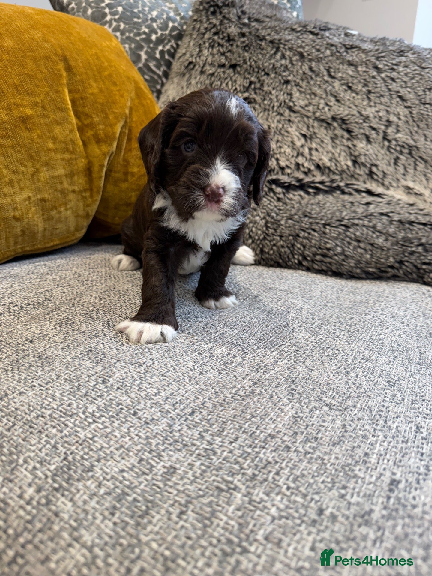 Cavapoo dogs for sale: Cavapoo puppies f1  - Advert 13