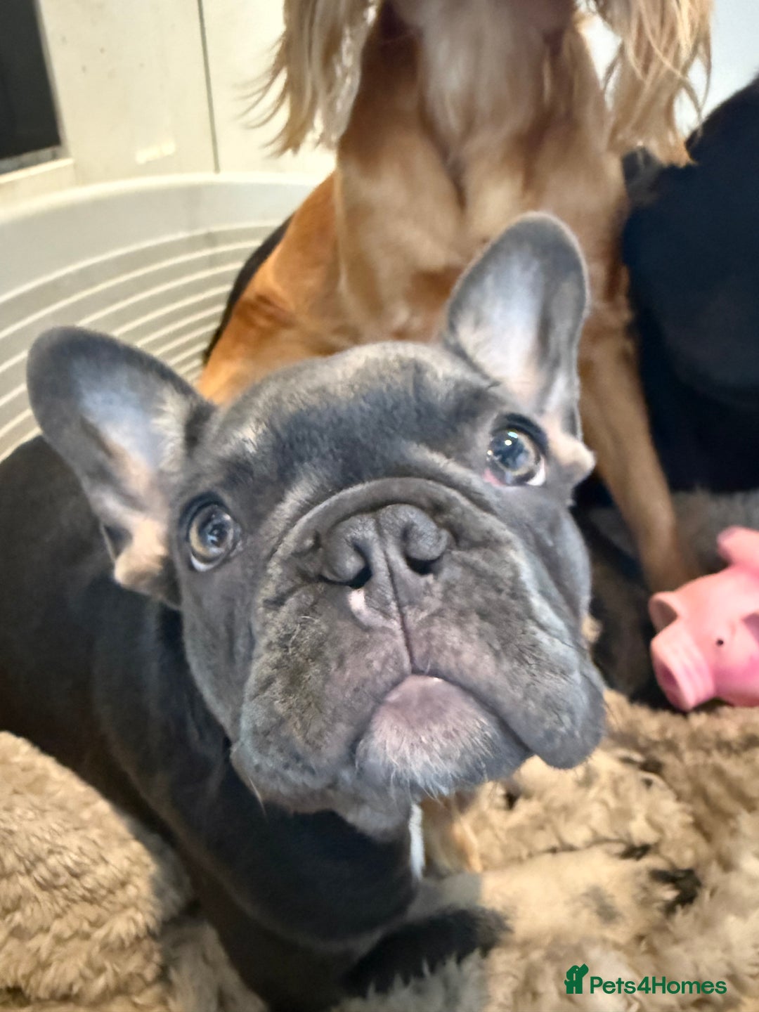 French Bulldog dogs for sale: KC REG FRENCH BULLDOG PUPPY - Image 3
