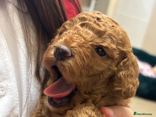 Cockapoo dogs Red stunning F1b Cockapoo pups 😍 - Advert 16