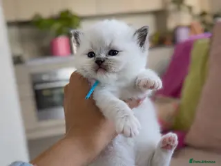 Ragdoll cats for sale: Beautiful Pedigree Ragdoll Kittens 💙💗 - Advert 2