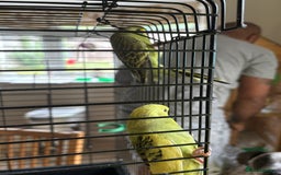 Budgerigars birds for sale: Male & Female budgies for sale - Image 5