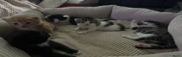 Mixed Breed cats for sale: Beautiful Maine Coon × Ragdoll Mix Kittens - Advert 20