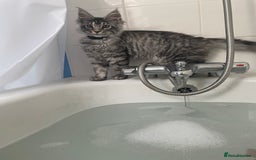 Maine Coon cats for sale: Male Mainecoon - Image 8