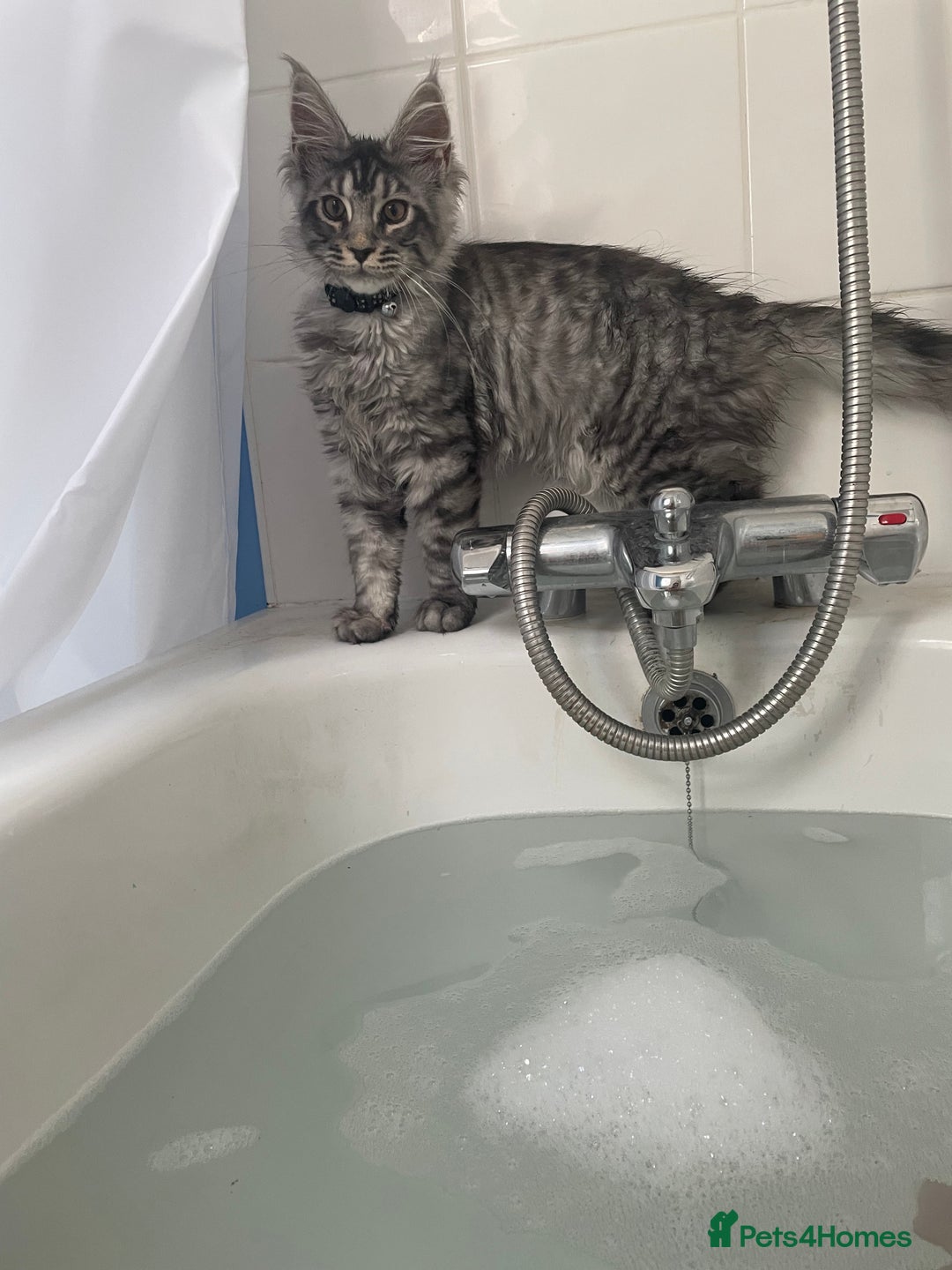Maine Coon cats for sale: Male Mainecoon - Image 8